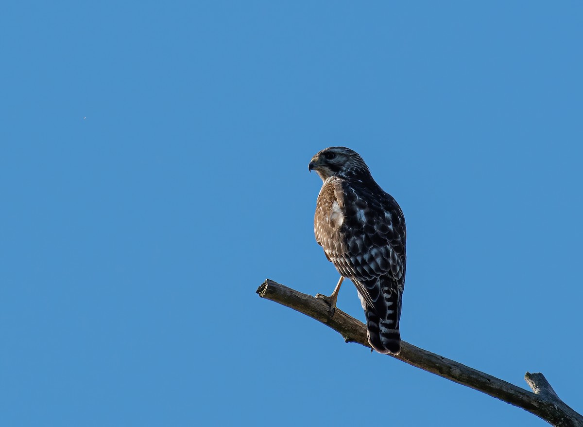 Red-shouldered Hawk - Jane Gamble