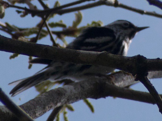 Black-and-white Warbler - ML617401156