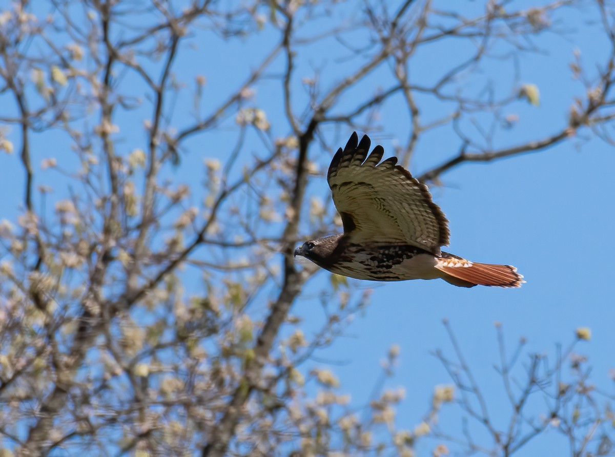 Red-tailed Hawk - Jane Gamble