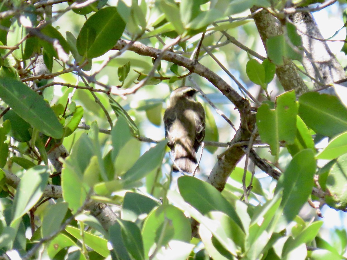 Piratic Flycatcher - ML617401205