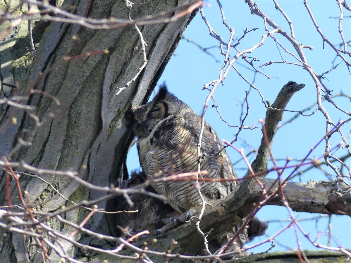 Great Horned Owl - Stephen Mitten