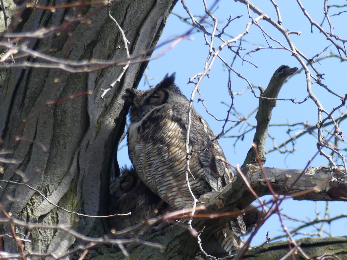 Great Horned Owl - ML617401207