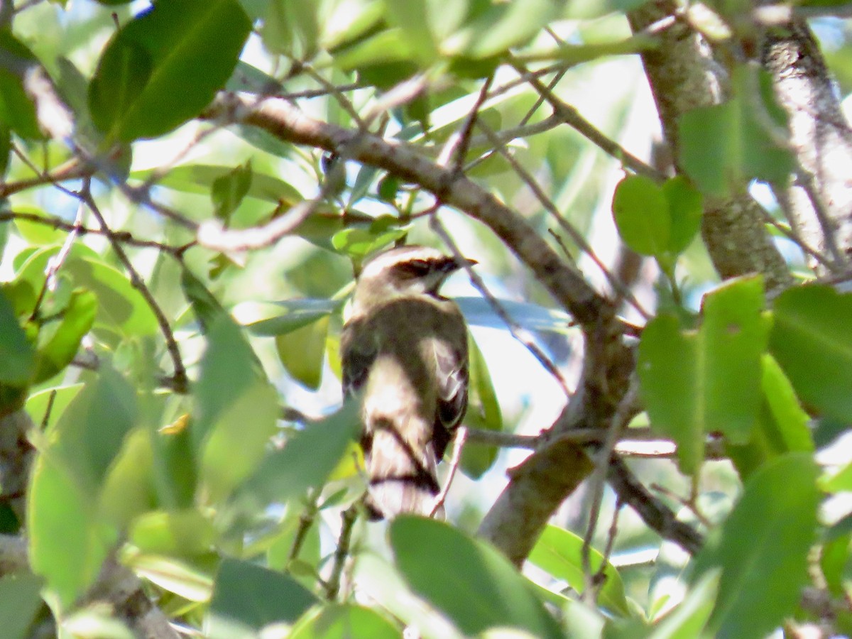 Piratic Flycatcher - ML617401225