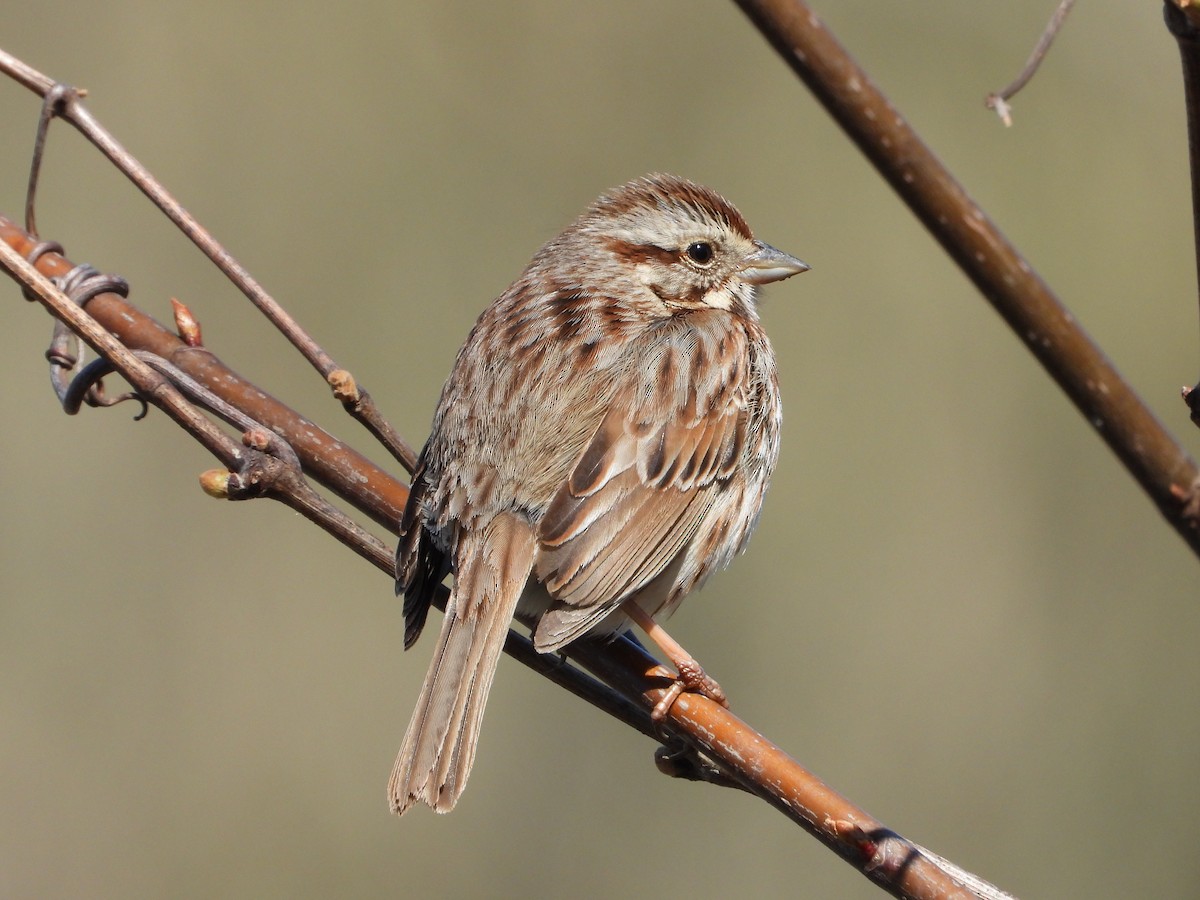 Song Sparrow - ML617401227