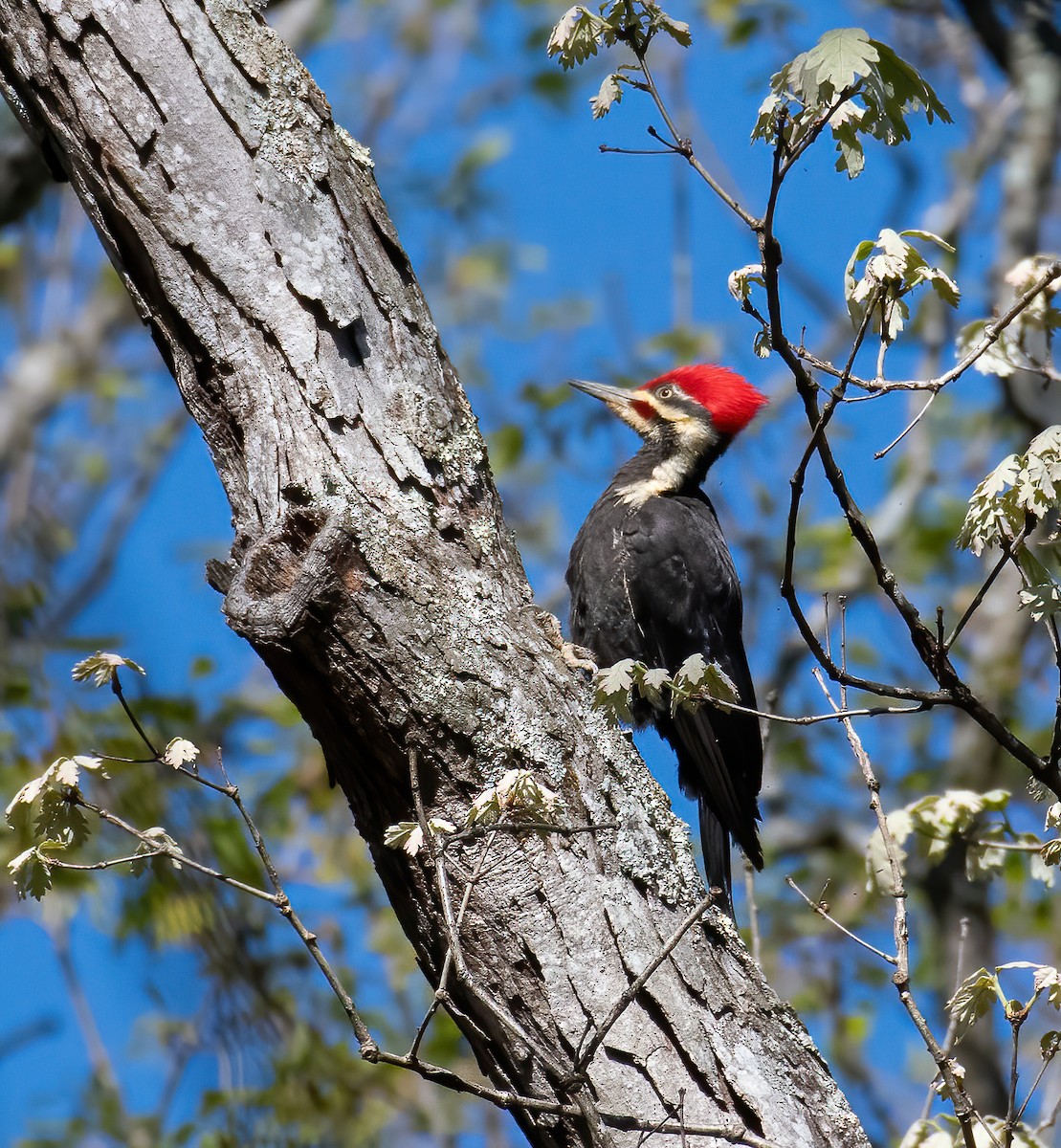Pileated Woodpecker - Jane Gamble