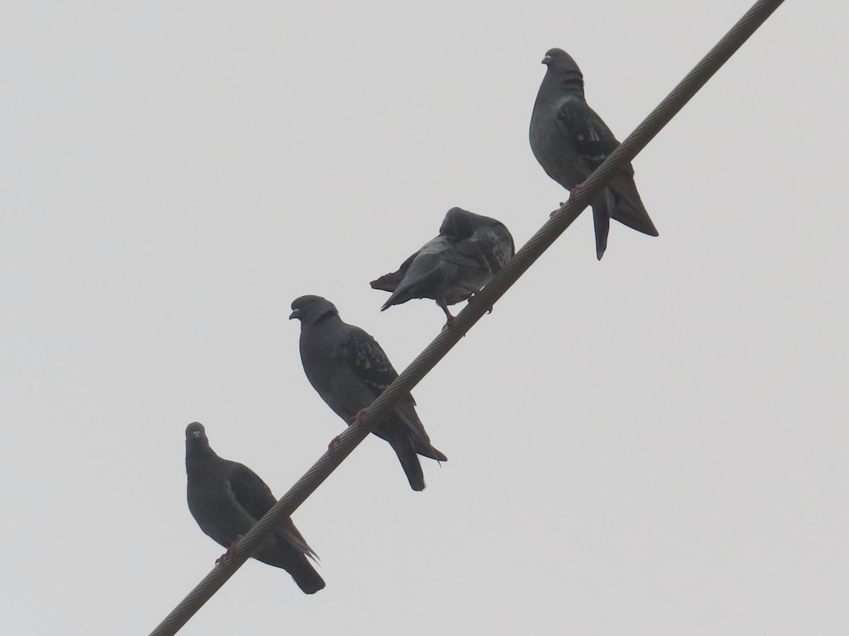 Rock Pigeon (Feral Pigeon) - ML617401251