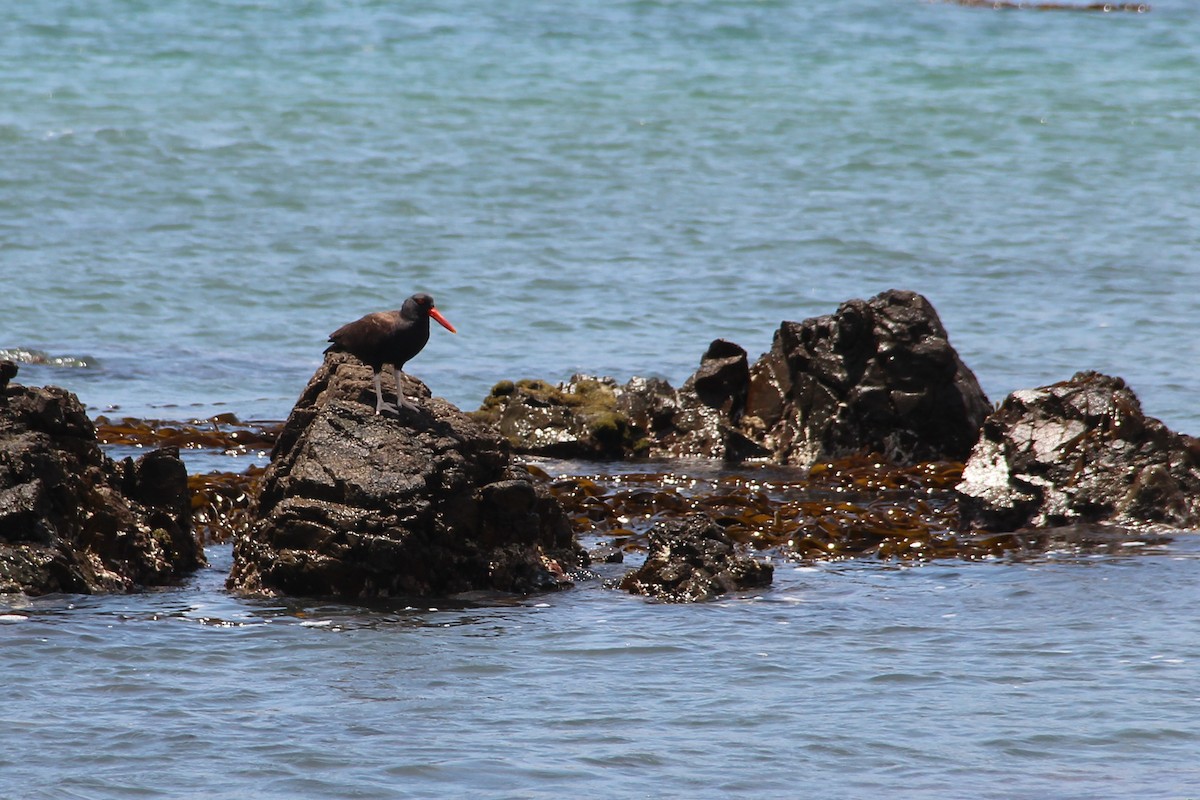 Blackish Oystercatcher - ML617401297