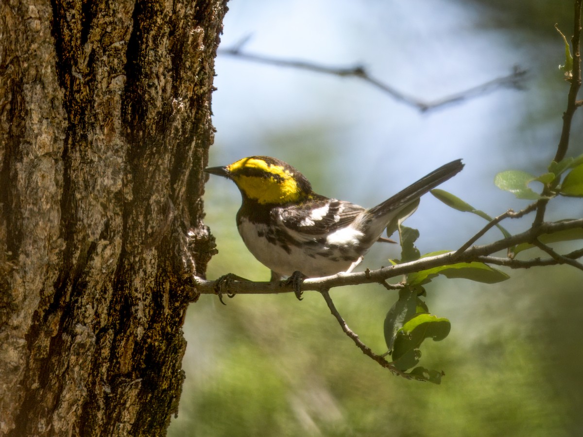 Golden-cheeked Warbler - Cin-Ty Lee