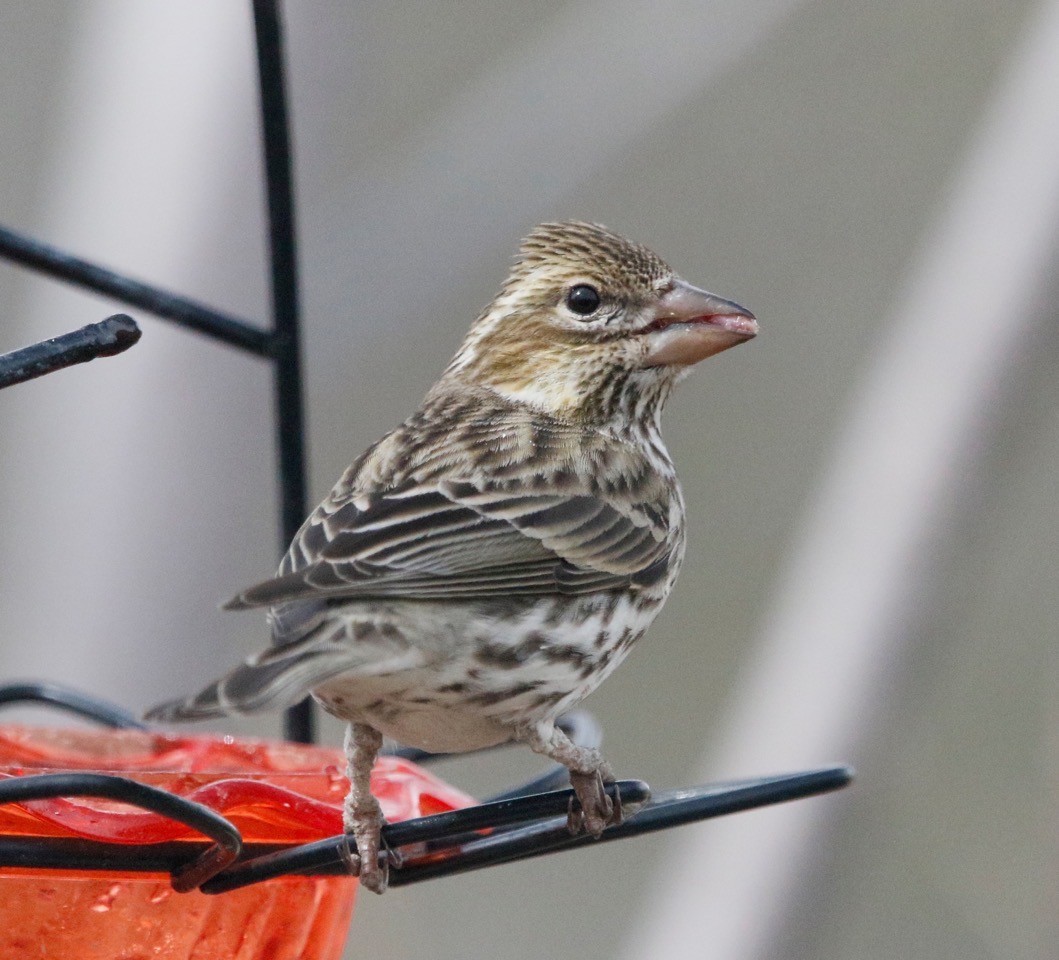 Cassin's Finch - ML617401321