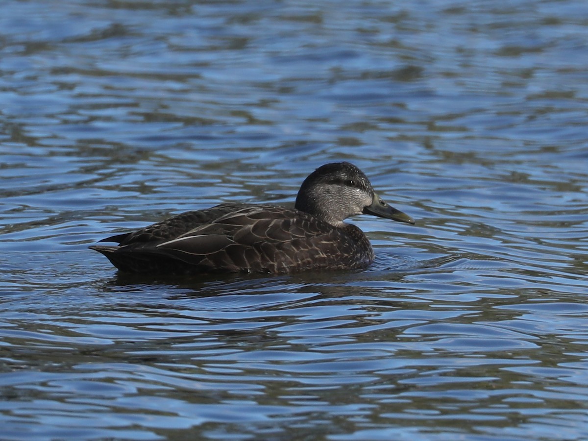 Canard noir - ML617401375