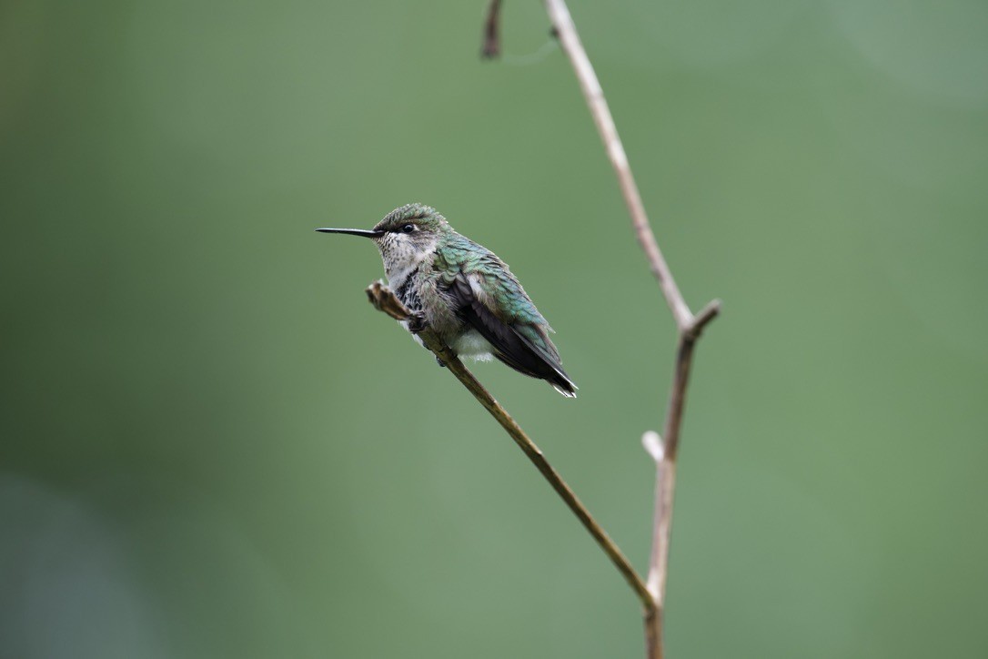 Ruby-throated Hummingbird - ML617401378