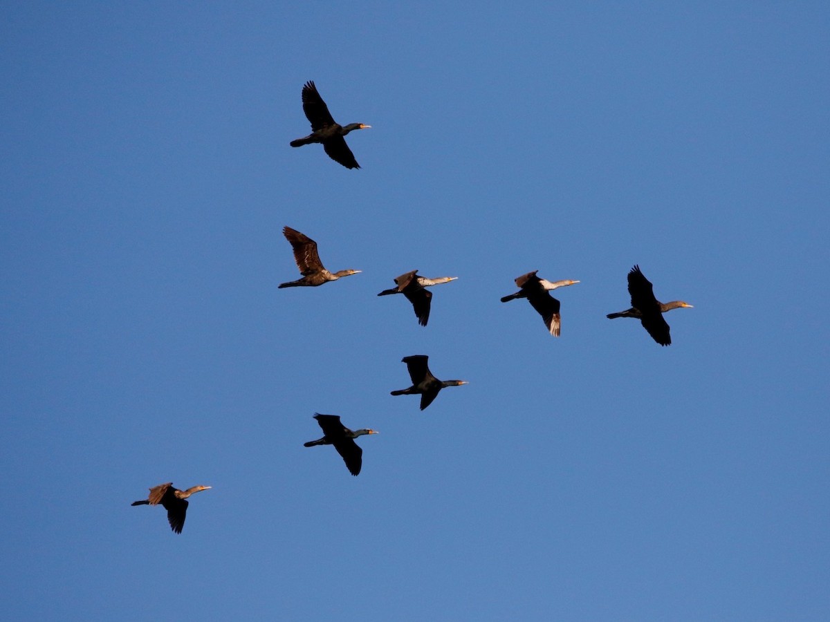 Double-crested Cormorant - ML617401399