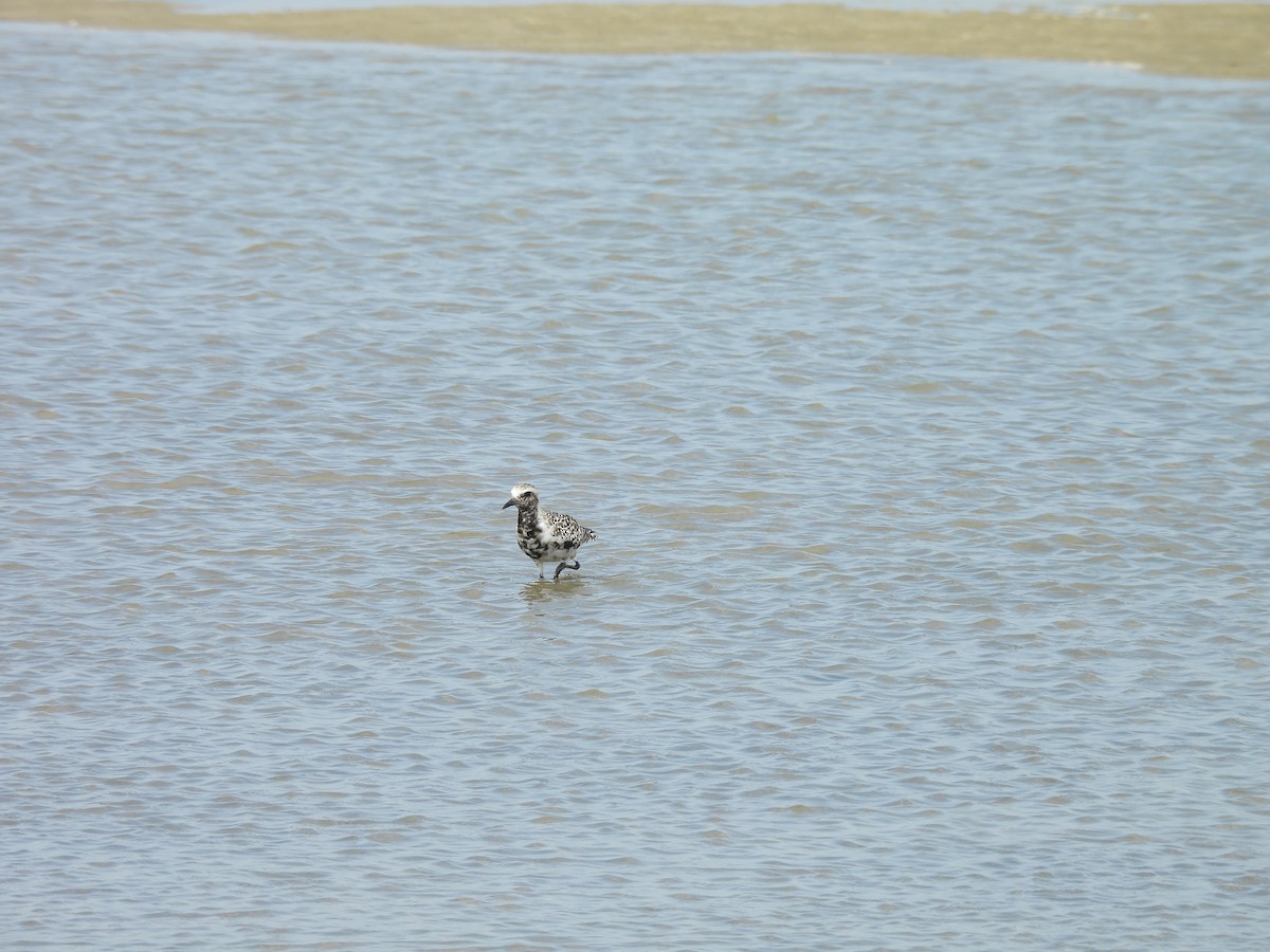 Black-bellied Plover - ML617401402