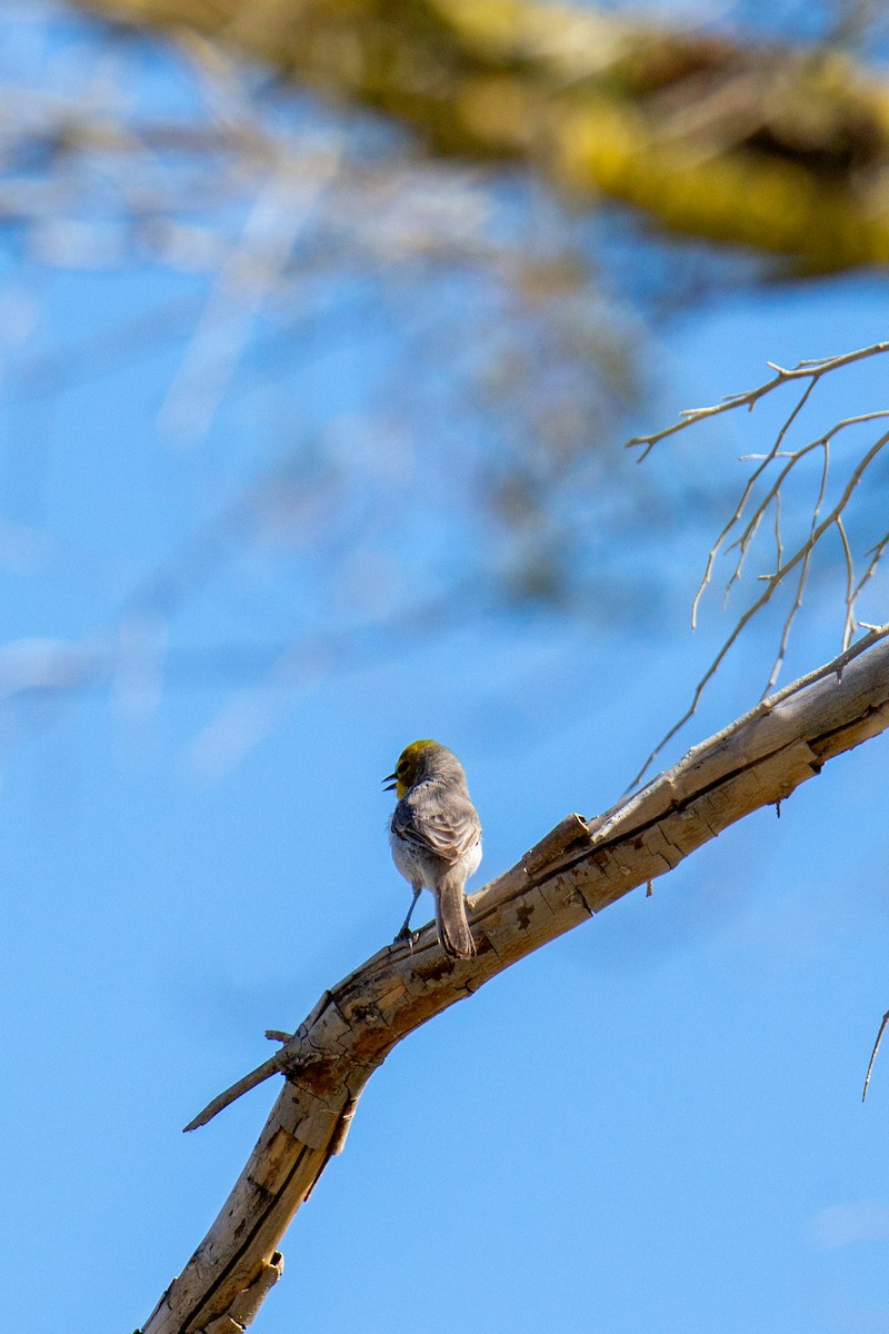 Pájaro Moscón Baloncito - ML617401424