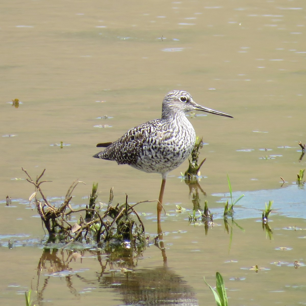 Greater Yellowlegs - ML617401425