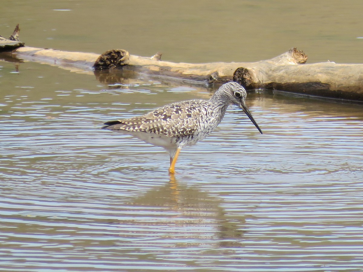 Greater Yellowlegs - ML617401427