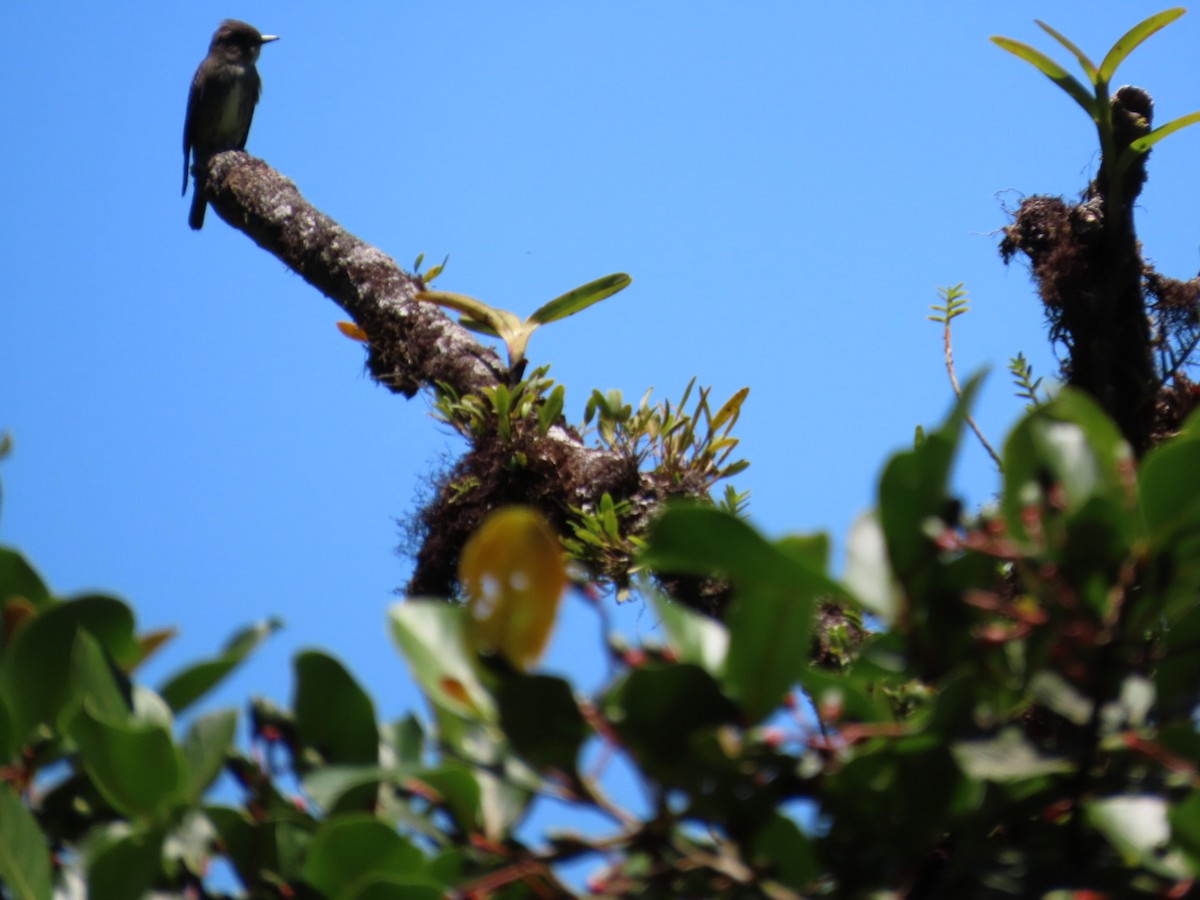 Olive-sided Flycatcher - Dottie Marron