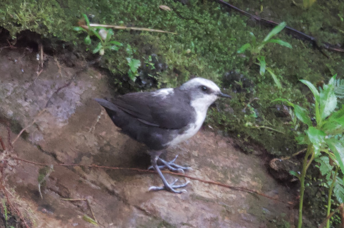 White-capped Dipper - ML617401438