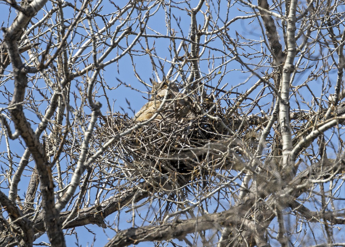 Great Horned Owl - ML617401442