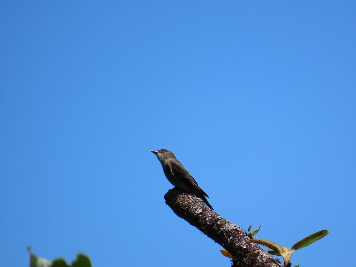 Olive-sided Flycatcher - Dottie Marron