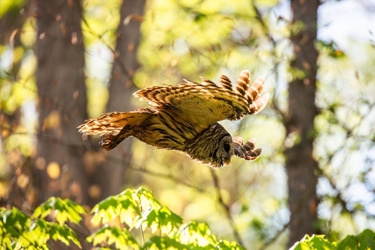 Barred Owl - ML617401484