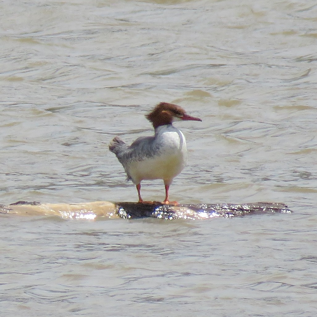 Common Merganser - ML617401508