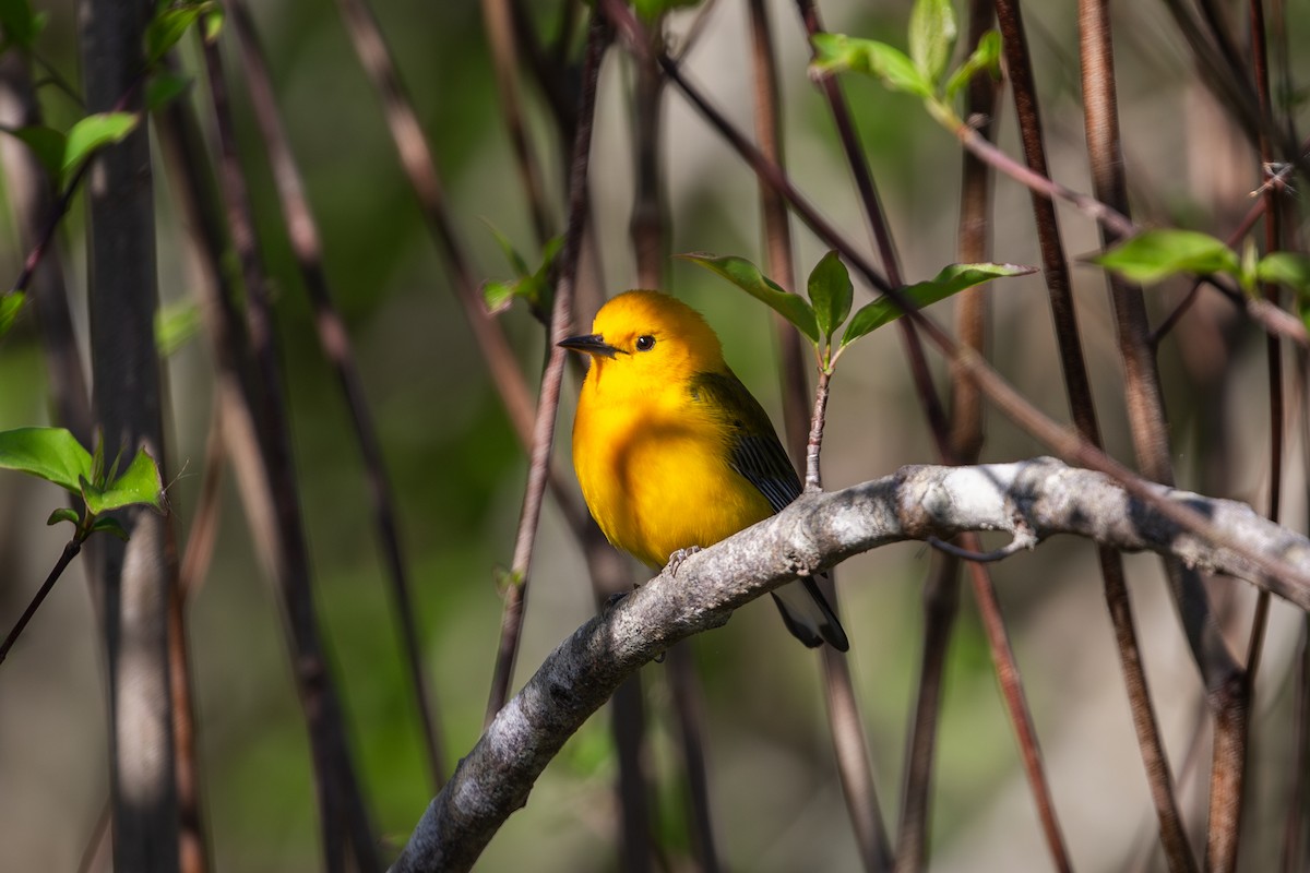 Prothonotary Warbler - ML617401512