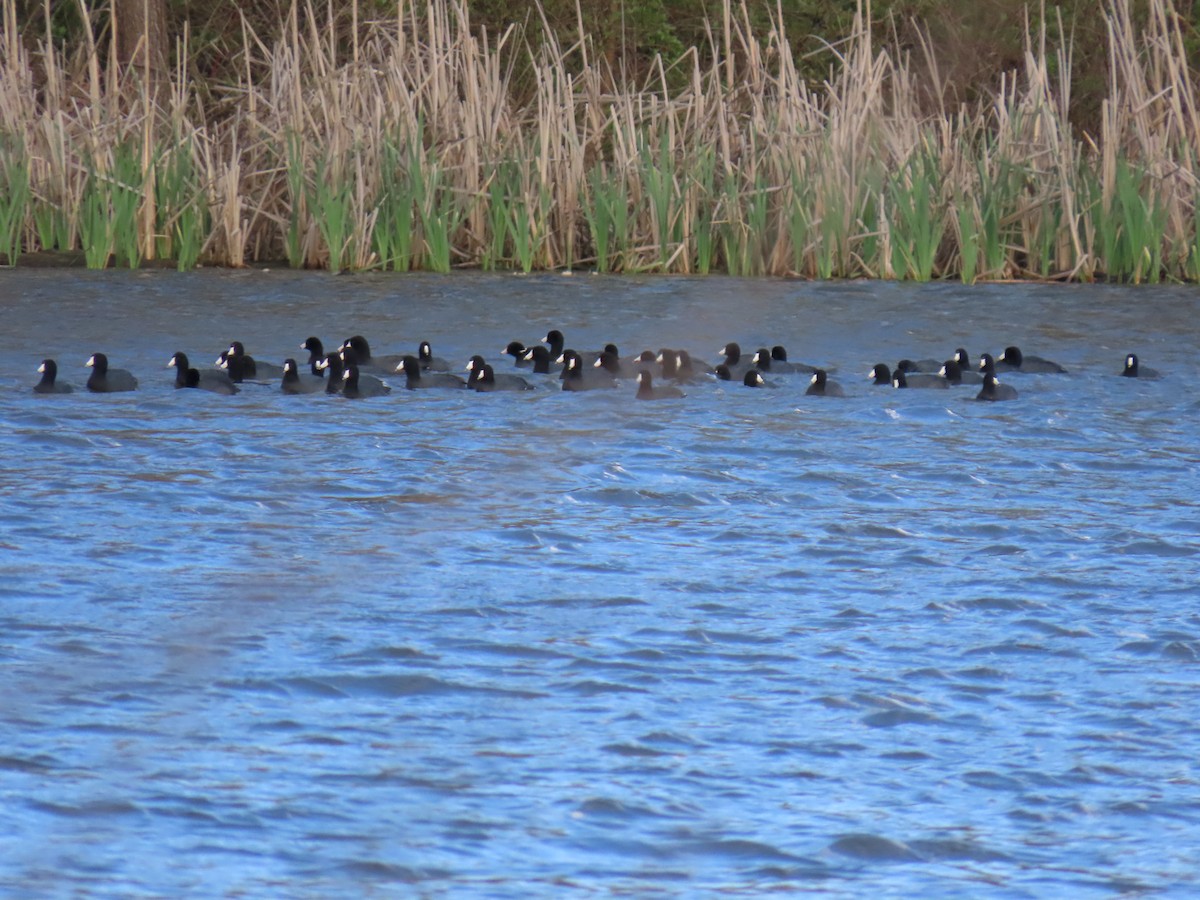 American Coot - ML617401526