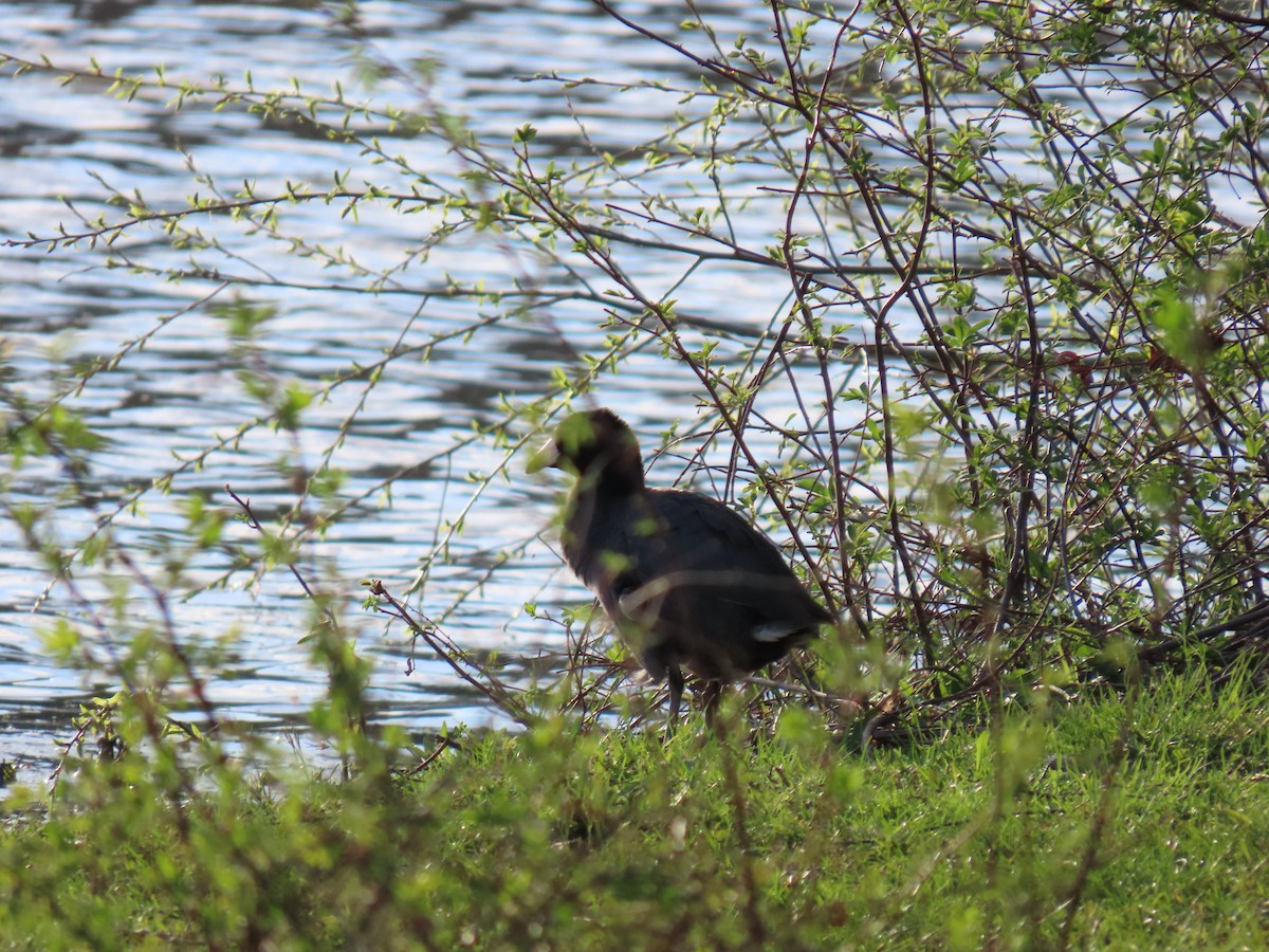 American Coot - ML617401528