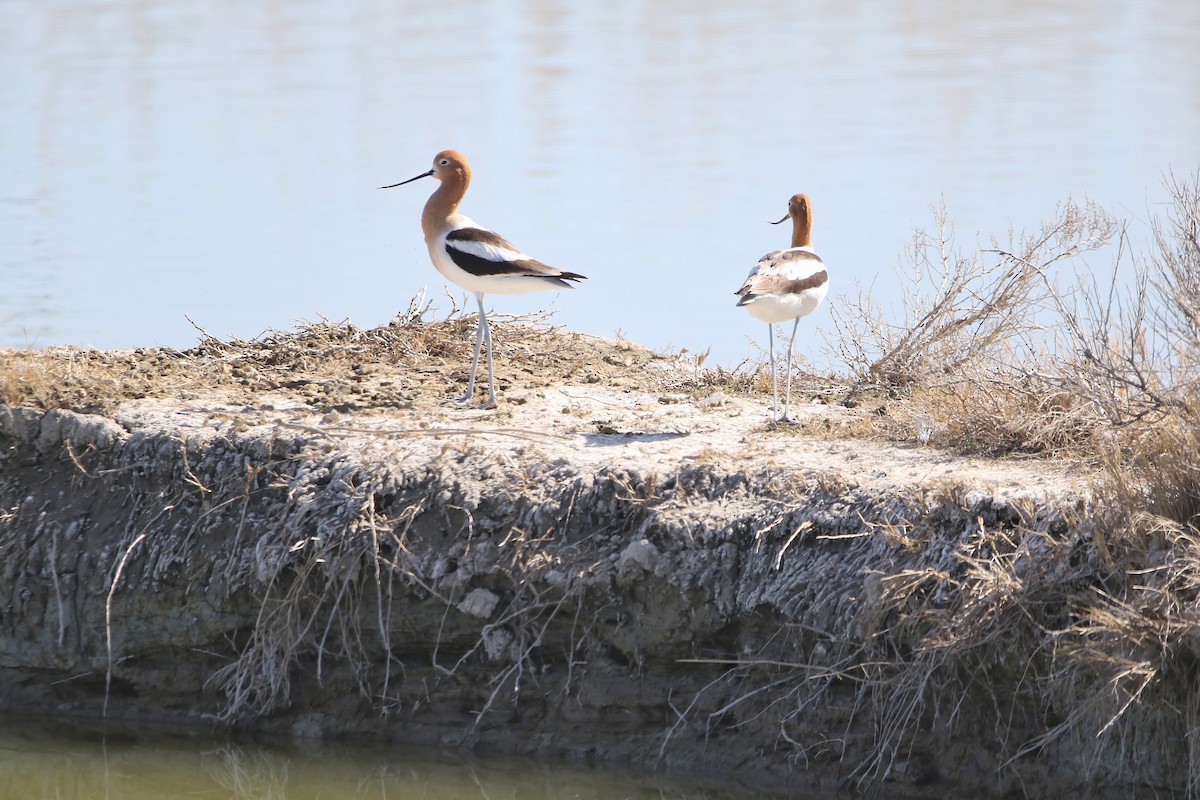 Avoceta Americana - ML617401545