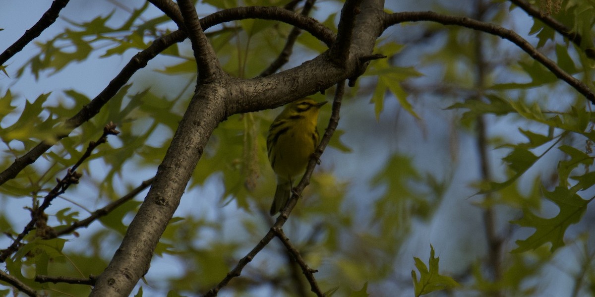 Prairie Warbler - Anonymous