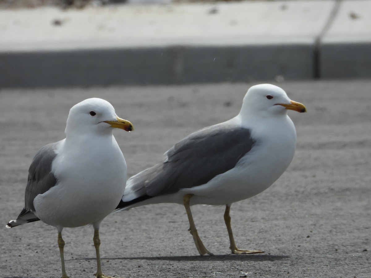 Gaviota Californiana - ML617401582