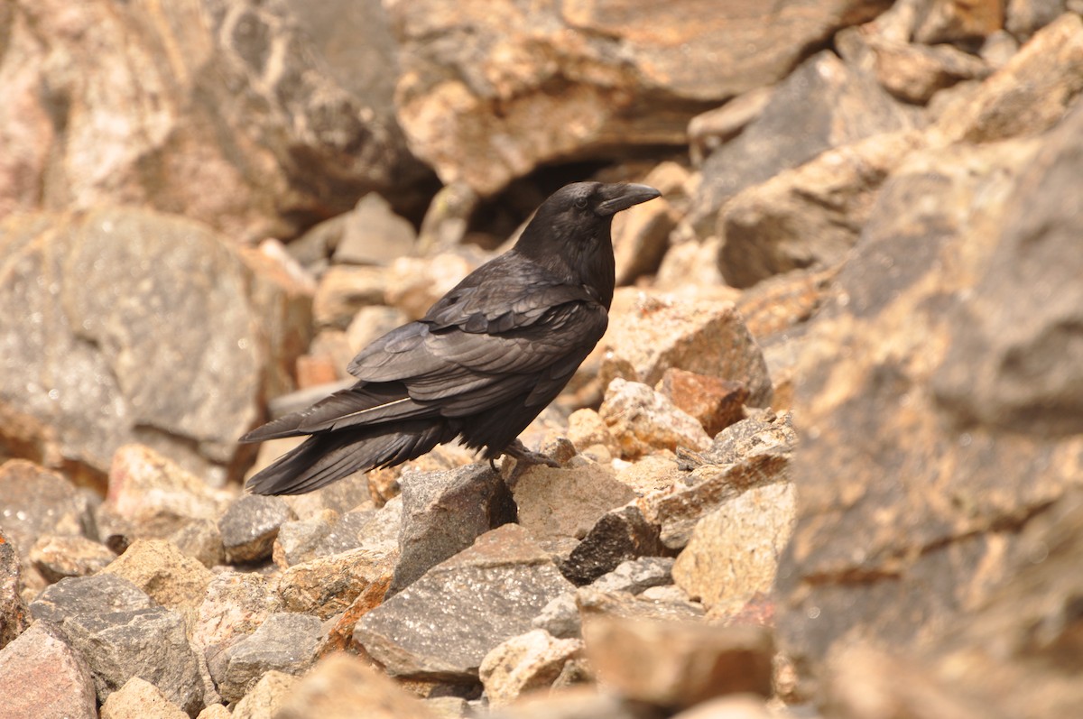 Common Raven - ML617401607