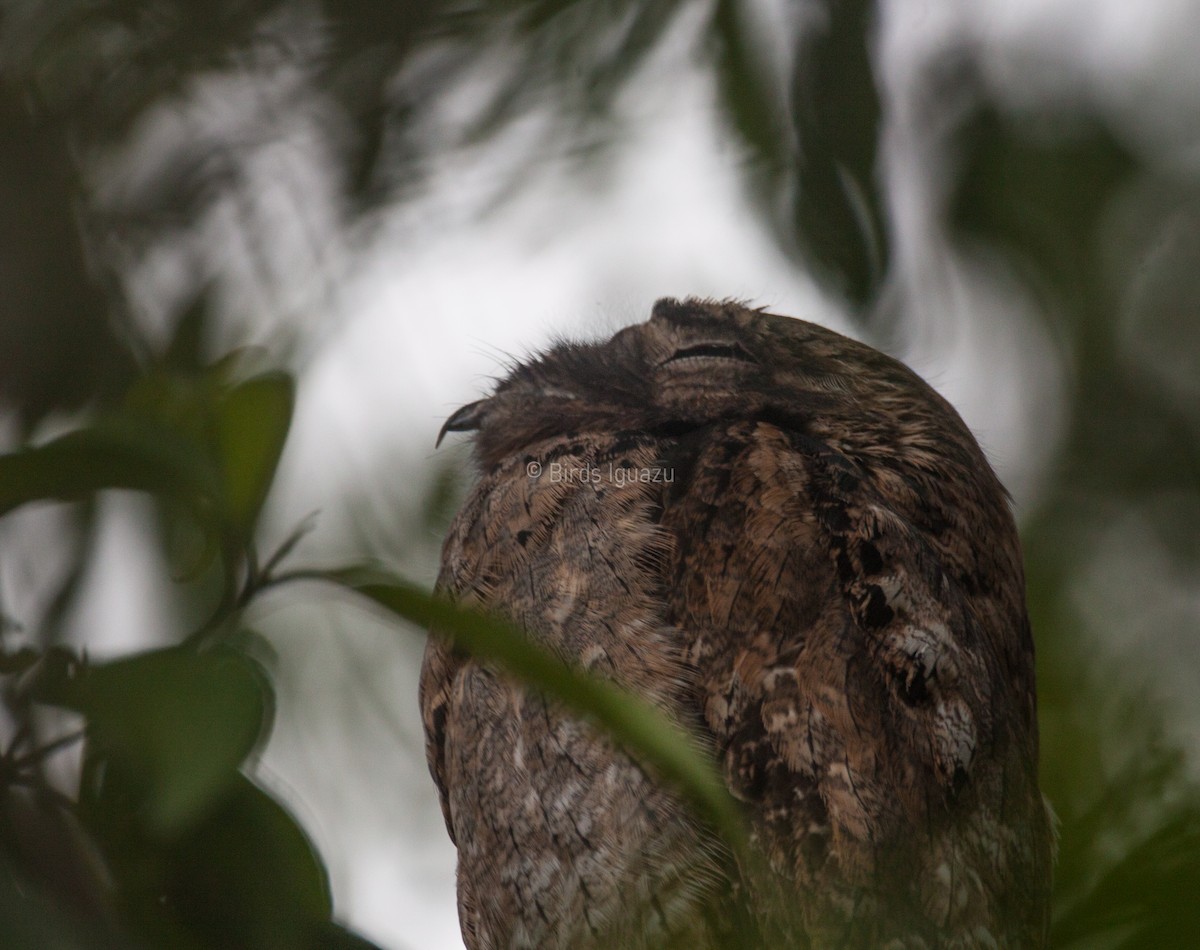 Common Potoo - ML617401653