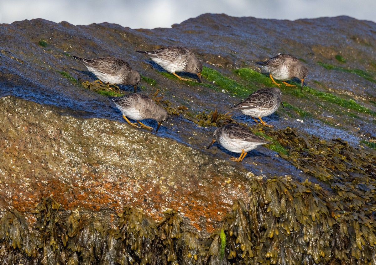 Purple Sandpiper - ML617401703