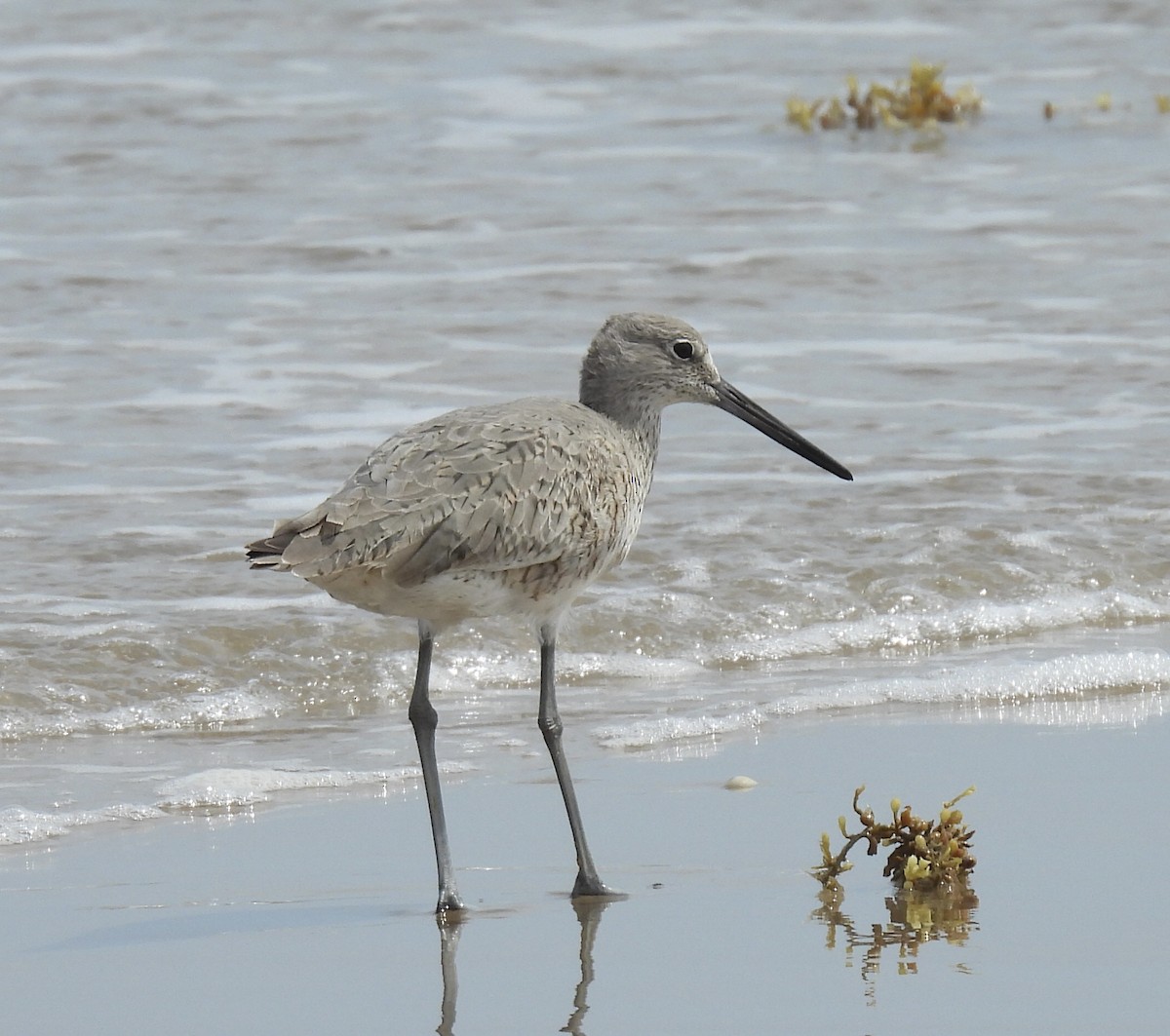 Willet (Western) - ML617401714