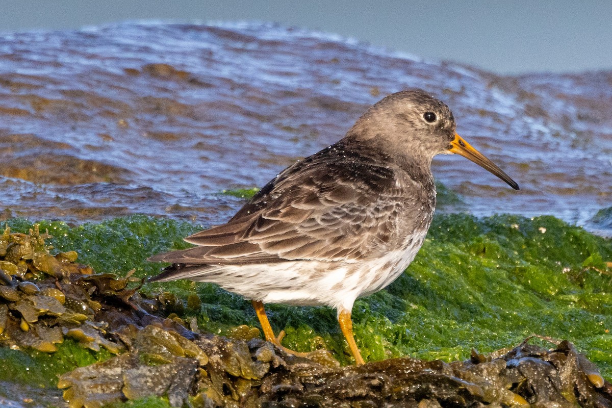 Purple Sandpiper - ML617401733