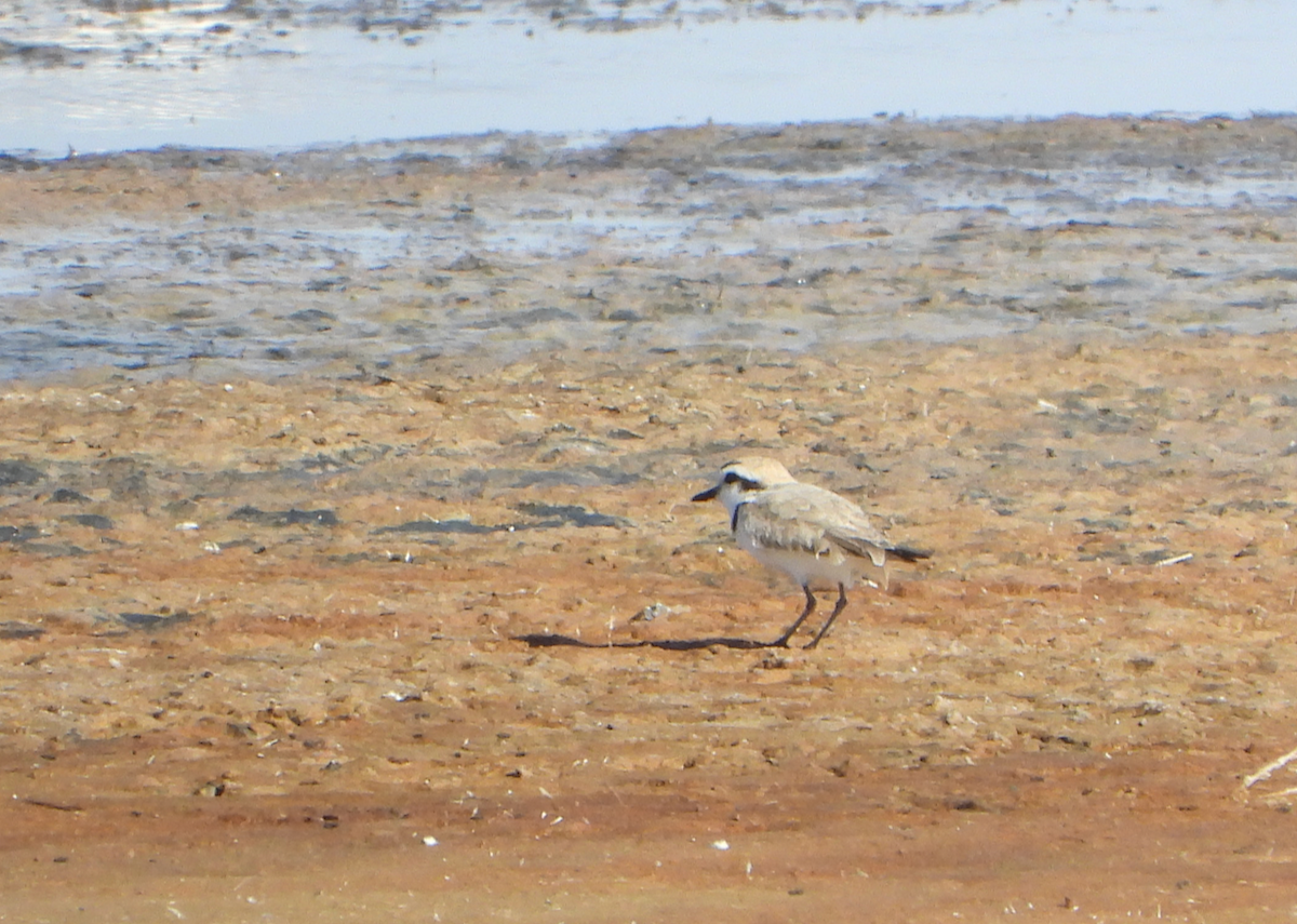 Snowy Plover - Helen Butts