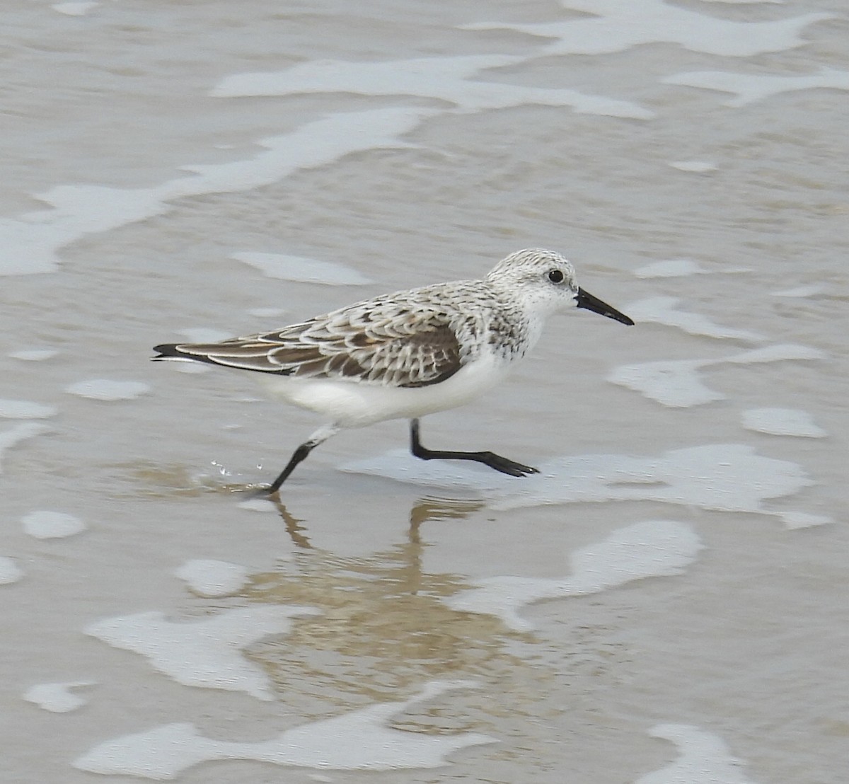 Sanderling - Jeff Hambleton