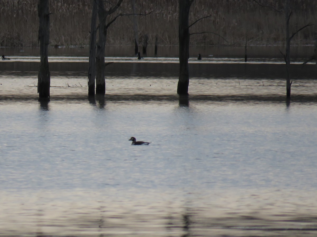 Long-tailed Duck - ML617401757