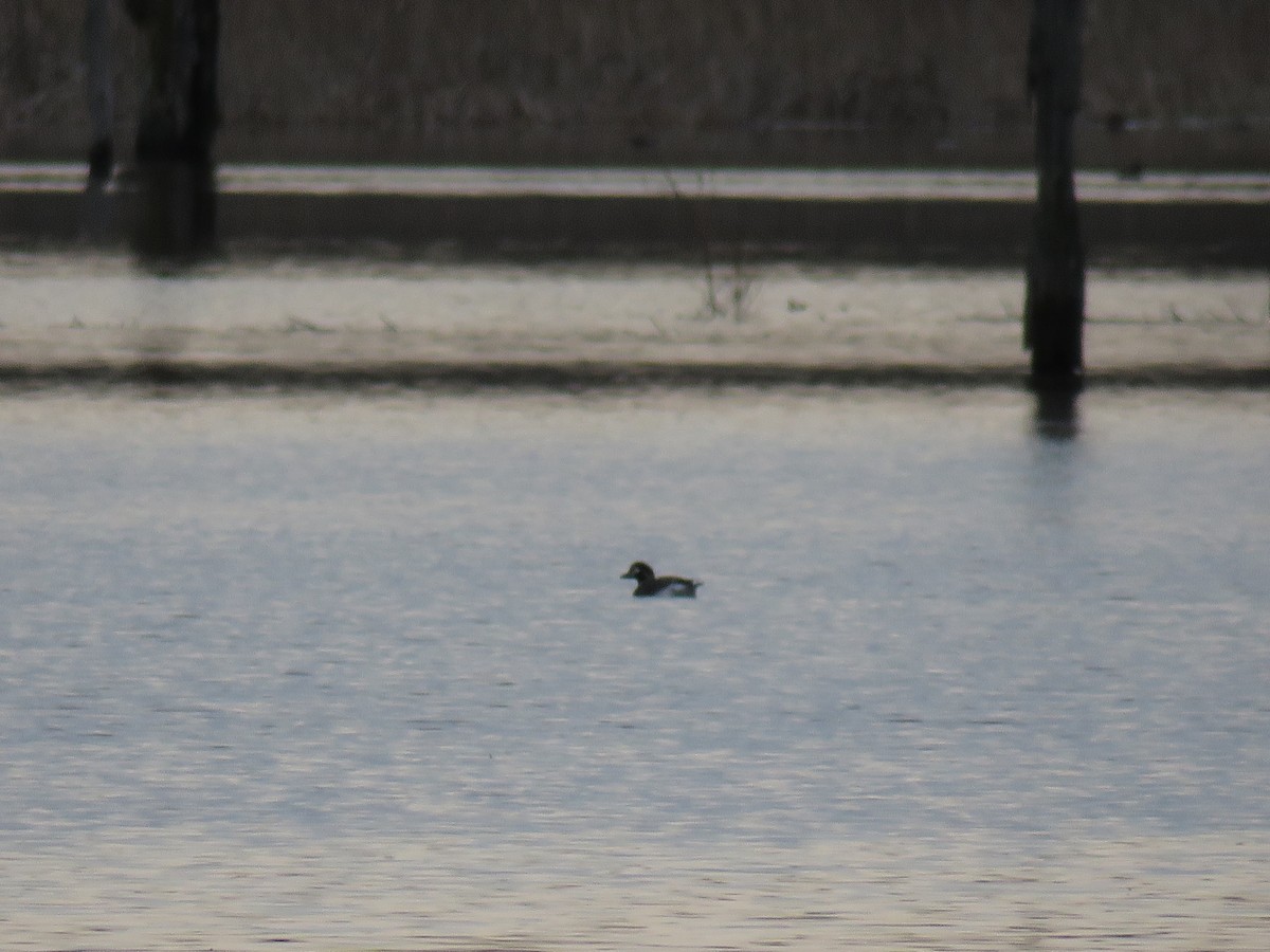 Long-tailed Duck - ML617401758