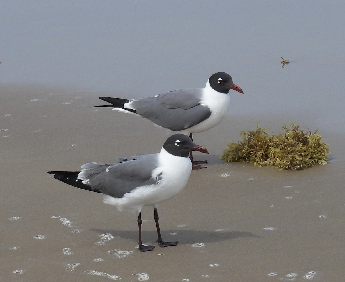 Laughing Gull - Jeff Hambleton