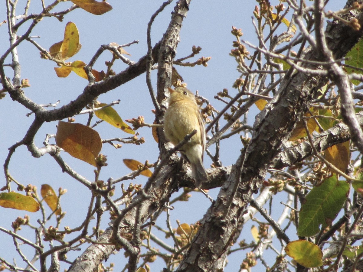 Buff-breasted Flycatcher - ML617401798