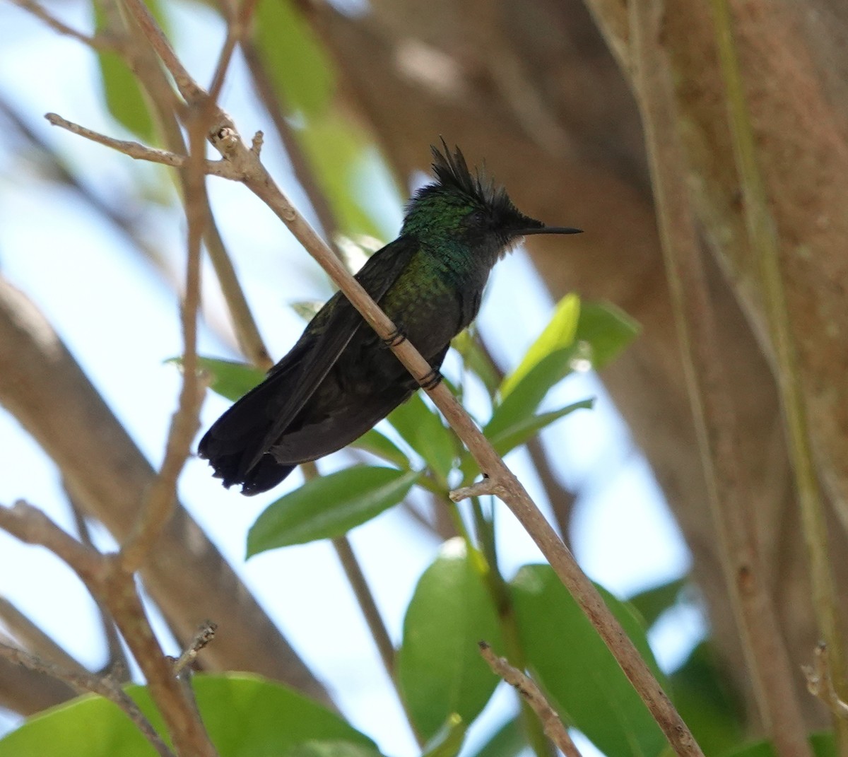 Antillean Crested Hummingbird - ML617401805