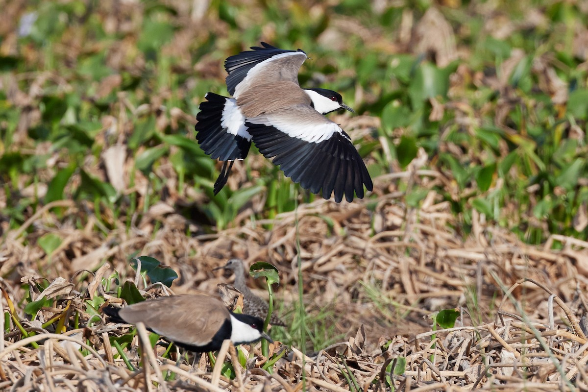 Vanneau à éperons - ML617401819