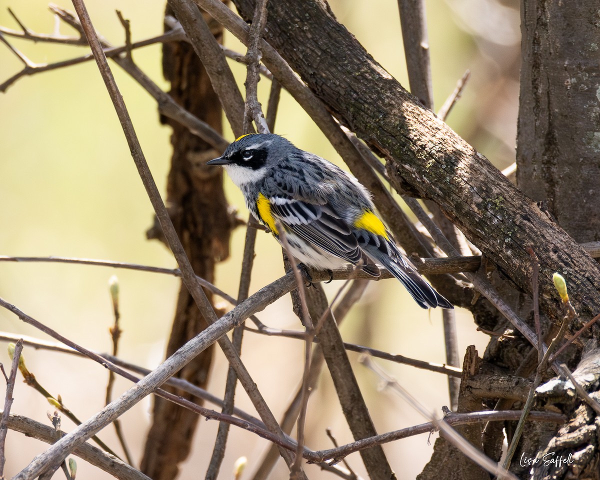 Yellow-rumped Warbler (Myrtle) - ML617401820