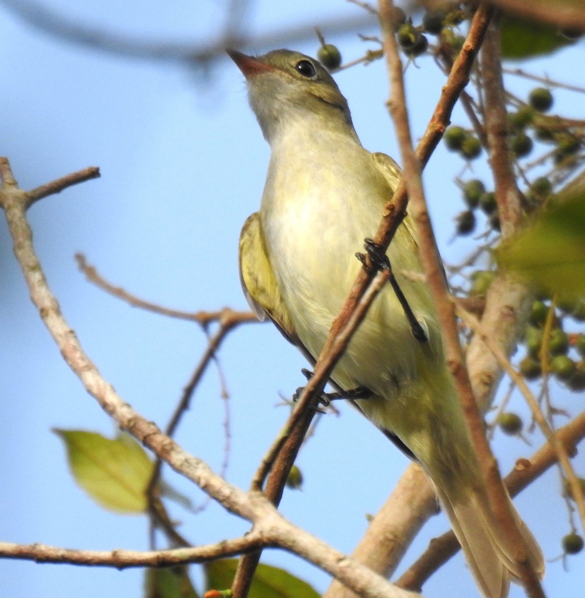 Small-billed Elaenia - ML617401822