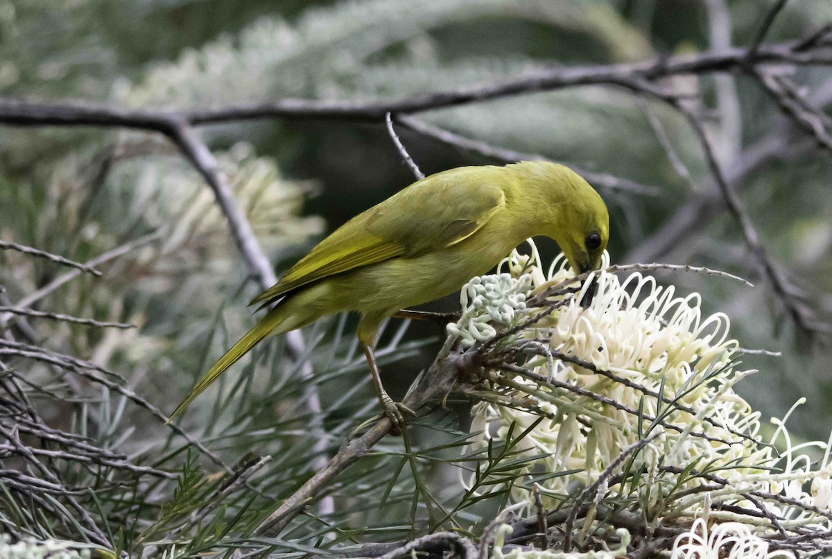 Yellow Honeyeater - Rebel Warren and David Parsons