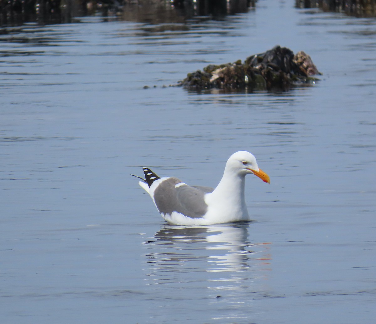 Western Gull - Sherry Gray