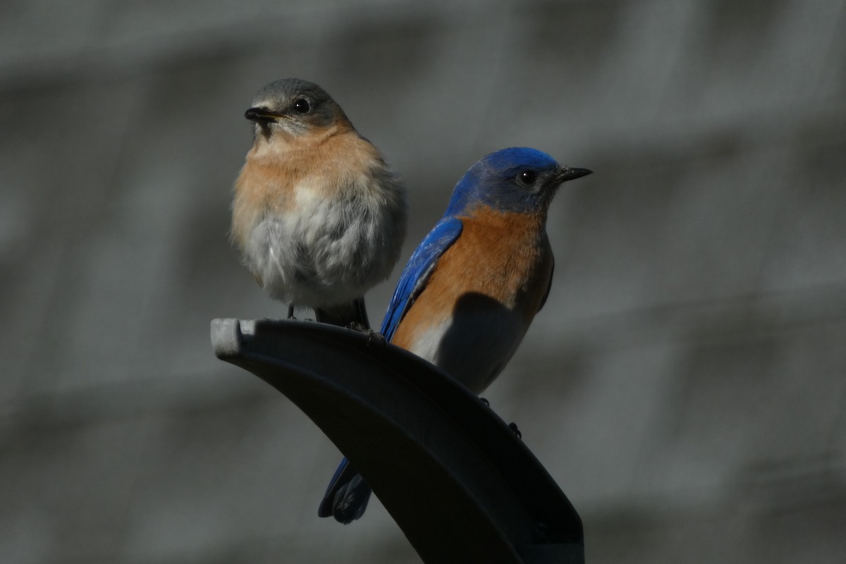 Eastern Bluebird - Teresa Conlon